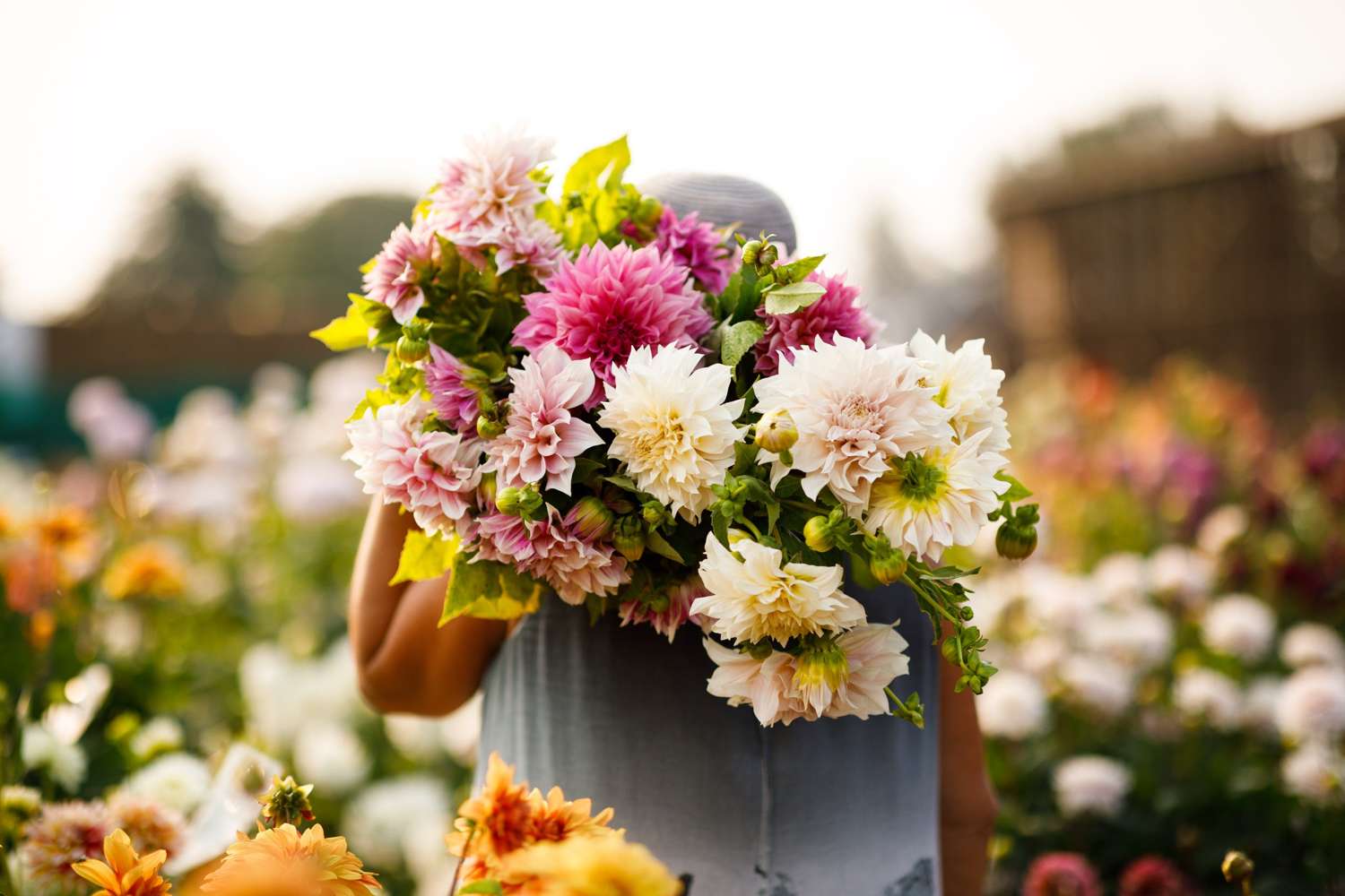 Dahlia mix 'Emily'